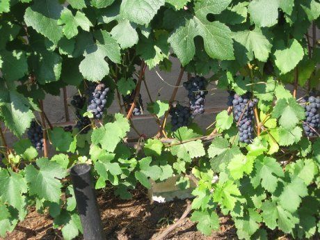 Зачем подвязывать виноград и обязательно ли это?